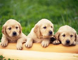 Tres perros en guardería